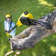 Best Tree and Shrub Care  in New River, AZ