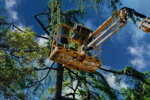 Best Tree Cabling and Bracing  in New River, AZ