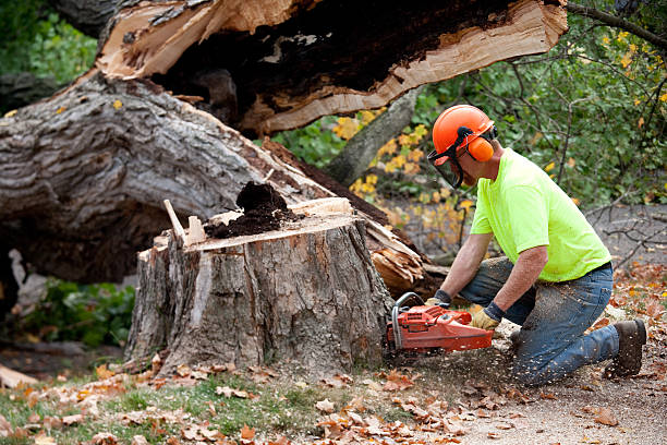 New River, AZ Tree Care Services Company