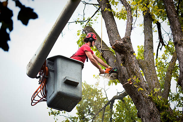 Best Tree Trimming and Pruning  in New River, AZ